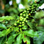 Kaffeeseminar über Anbau, Ernte und Aufbereitung