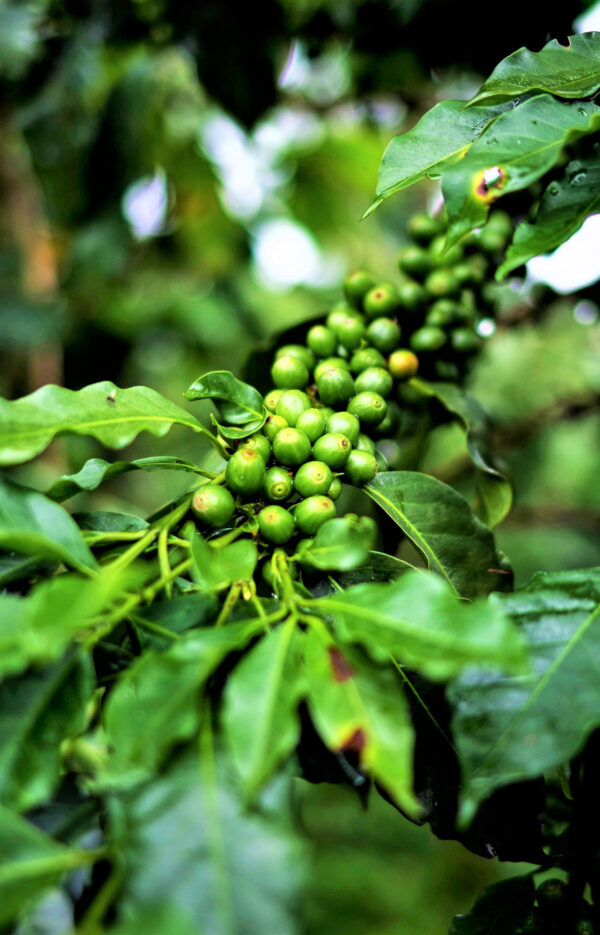 Kaffeeseminar über Anbau, Ernte und Aufbereitung